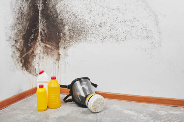 Best Certified Mold Removal  in Irmo, SC